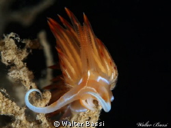 Dondice banyulensis by Walter Bassi 